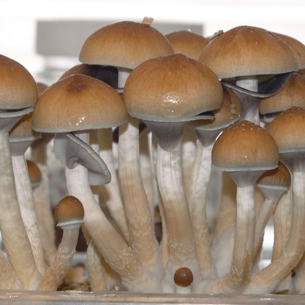 Where To Buy Mushroom Spores In 2023 Advanced organicmushroomdispensary.com